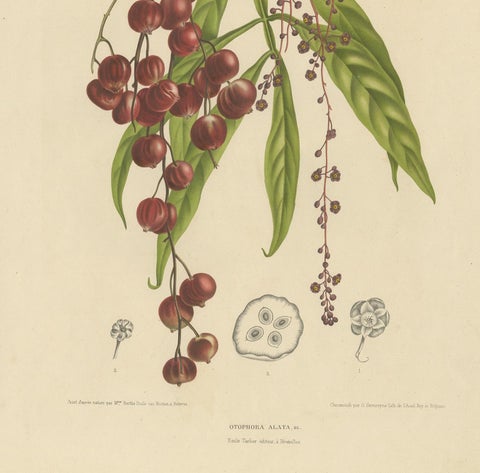 Otophora Alata Antique Lithograph Print, Circa 1875, Botanical Art, view 4