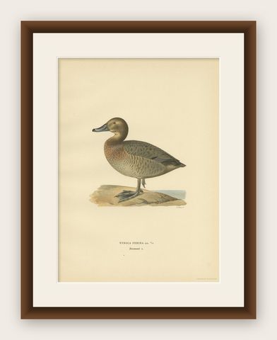 Antique Bird Print of the Female Common Pochard by Von Wright, 1929, shown framed