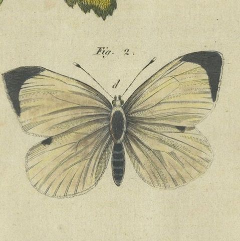 Beautiful 1805 Hand-Colored Engraving of Butterfly Life Cycle from Bertuch, close-up 5