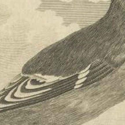 Antique Bird Print of the Bohemian Waxwing, c.1800, close-up 1