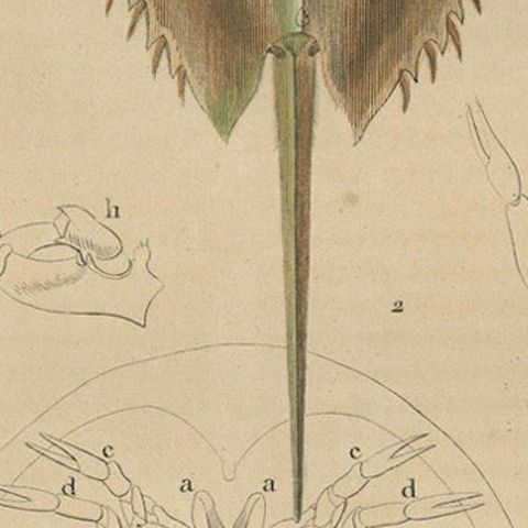 Anatomy of the Atlantic Horseshoe Crab, A Hand-Colored Engraving of 1845, close-up 5