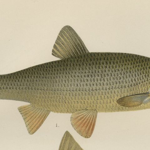 Dace and Chub - Graceful Scandinavian Freshwater Fish Lithograph, 1895, close-up 6