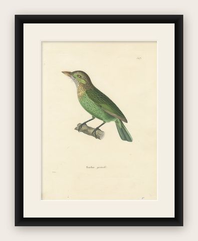 19th Century Ornithological Illustration of the Streaked Barbet (Barbu grivelé), shown framed