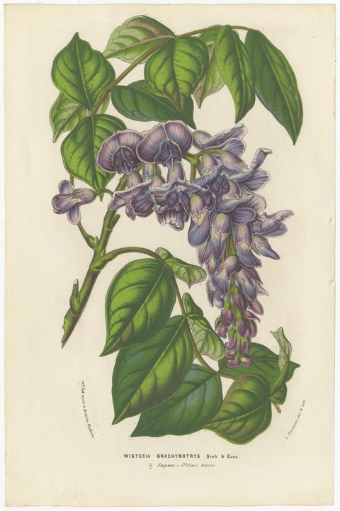 Set of 6 Antique Botany Prints, Wisteria, Scutellaria, Sage 'circa 1853', view 2