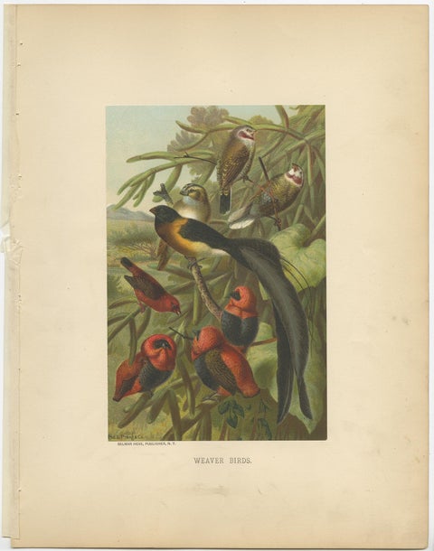 Antique Bird Print of Weaver Birds by American Lithographer Prang, 1898, view 2