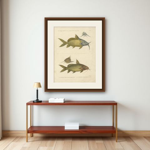 Antique Fish Print of the Synodontis Membranacea and Pimelodus Clarias, 1809, shown framed on a wall