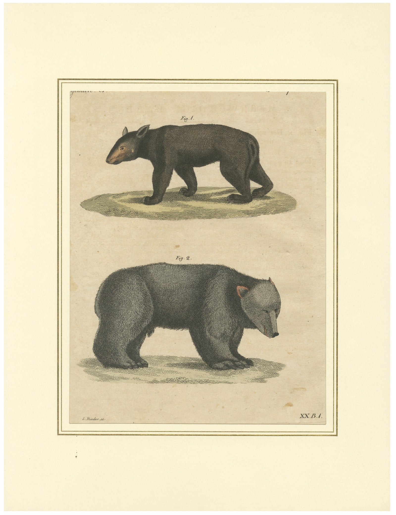 Antique Tapir & Bear Zoological Engraving, Bertuch, c. 1800