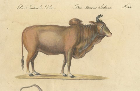 Indian Zebu Bull and Extinct Aurochs Natural History Lithograph, 1816, close-up 2
