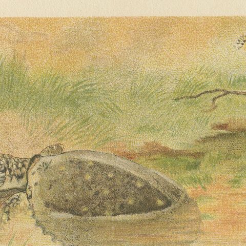 Soft River Tortoises, Antique Reptile Natural History Print, c.1895, close-up 6