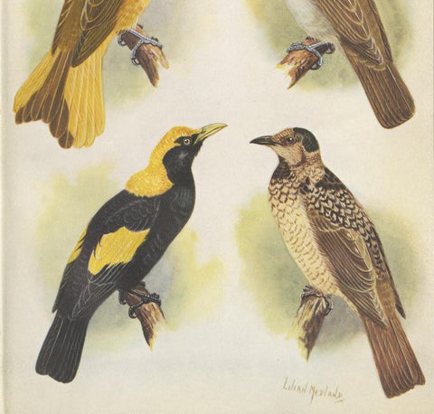 Antique Print of the Newton's Bower-Bird & the Regent Bird, 1950, view 3