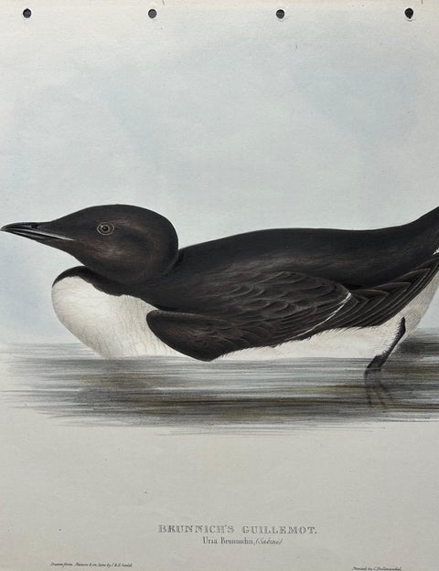 Brunnich’s Guillemot, Antique Bird Lithograph by John Gould, c.1832, view 7