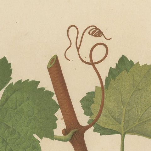 Rare Original Antique Lithograph of the Terret Noir Grape Variety, 1890, close-up 1