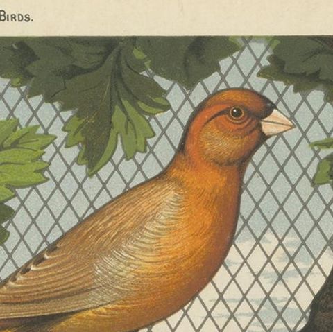 Antique Bird Print of the Cinnamon Canaries Norwic, Yellow Ordinary and Others, close-up 1