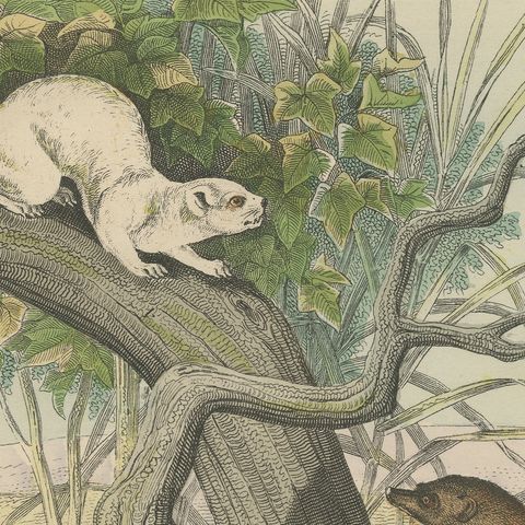 Antique Kangaroo and Otter Print with Ermine and Skunk, Kolb Mammals, circa 1890, close-up 3