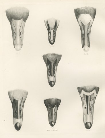 Bills of Seven Wild Geese Seen from Above after Lilian Medland, c. 1909, close-up 1