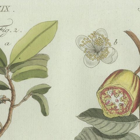 Original Antique Botanical Print of Tropical Fruits by Bertuch, c. 1800, close-up 6