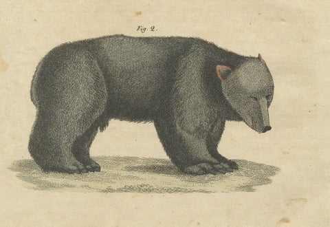 Antique Tapir & Bear Zoological Engraving, Bertuch, c. 1800, close-up 3