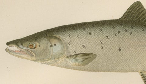 Scandinavian Atlantic Salmon Forms: Exquisite 19th Century Hand-Colored Print, close-up 4