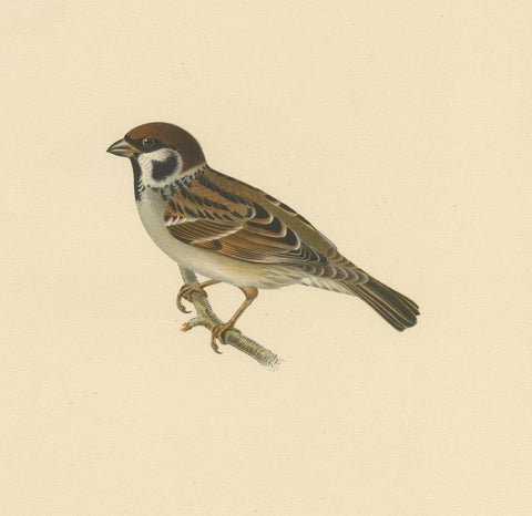 Antique Bird Print of the Eurasian Tree Sparrow by Von Wright, 1927, view 3