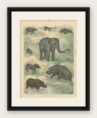 Large Mammals Print: Elephant, Rhino, Hippo & Tapir, Antique 1867, shown framed