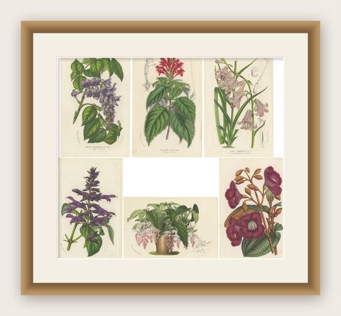 Set of 6 Antique Botany Prints, Wisteria, Scutellaria, Sage 'circa 1853', shown framed