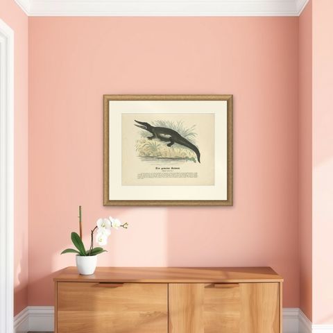 Der gemeine Kaiman (Common Caiman) - Hand-Colored Zoological Print, Circa 1840, shown framed on a wall