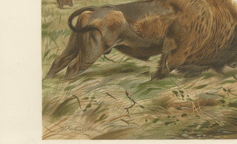 European Bison, Antique Wildlife Chromolithograph after Kuhnert, 1894, close-up 5