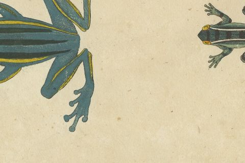 Four Colourful Tree Frogs, Antique Bertuch Print, Vienna, circa 1815, close-up 2