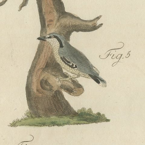 Black and Green Woodpeckers with Nuthatch, Antique Bertuch Print, circa 1805, close-up 5