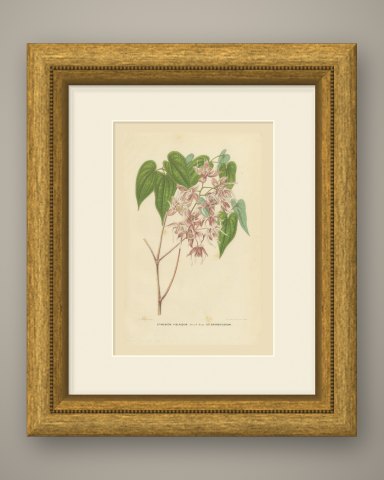 Epimedium Violaceum Grandiflorum, Barrenwort Chromolithograph, 1859, shown framed