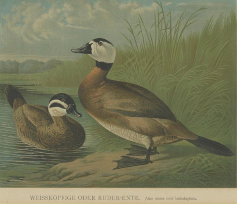 Elegant 1880 Lithographs of Ducks: White-headed Duck and Northern Pintail, close-up 1