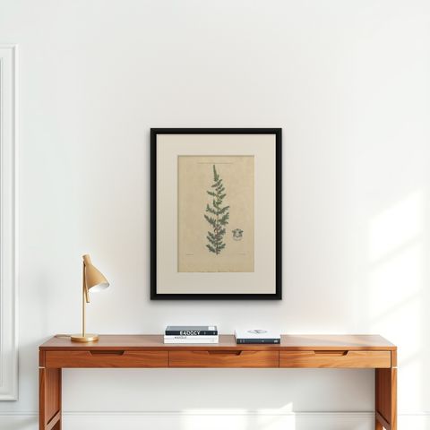 Antique Botany Print of a Parietaria Species by Martyn 'circa 1730', shown framed on a wall