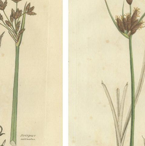Set of 8 Antique Botanical Engravings of Bulrush, Cottongrass & Arrowgrass, 1830, close-up 1