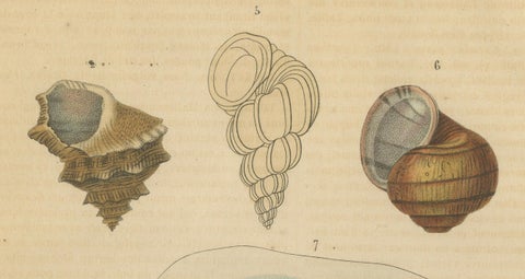 Shell Spectacular: A Collection of Mollusk Shells Engraved and Handcolored, 1845, close-up 3