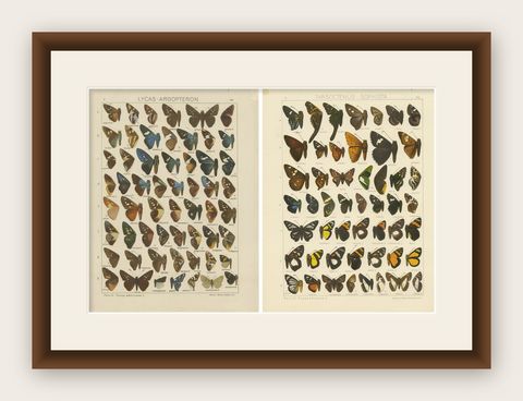 Set of 2 Antique Prints of Butterflies of Africa and America, Published in 1910, shown framed