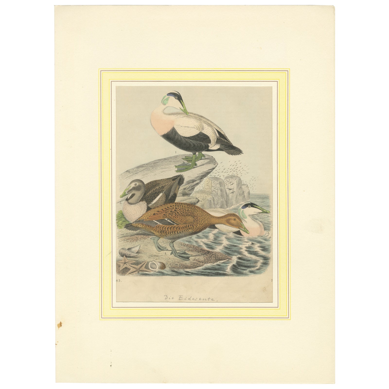 Hand-Coloured Lithograph of Eider Ducks by the Sea: An 1863 Coastal Study