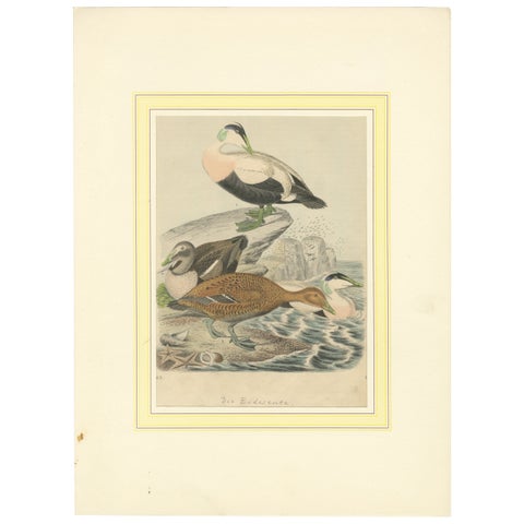 Hand-Coloured Lithograph of Eider Ducks by the Sea: An 1863 Coastal Study