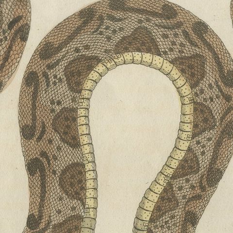 Two Snakes with Bold Head Markings, Antique Bertuch Print, Vienna, circa 1805, close-up 5
