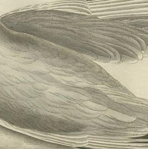Antique Bird Print of the Common Gull by Sepp & Nozeman, 1797, close-up 1