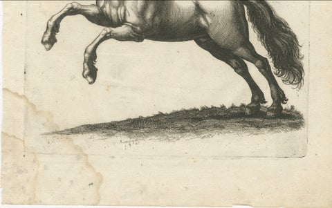 Early Frisian and Hungarian Horse Engraving by Jonstonus & Merian, 1650, close-up 6