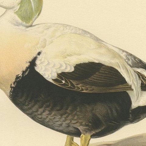 Antique Bird Print of the Female Common Eider by Von Wright, 1929, close-up 2