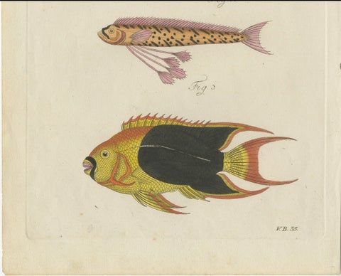 Original Antique Print of Three Exotic Tropical Fish by Bertuch, c.1800, close-up 3