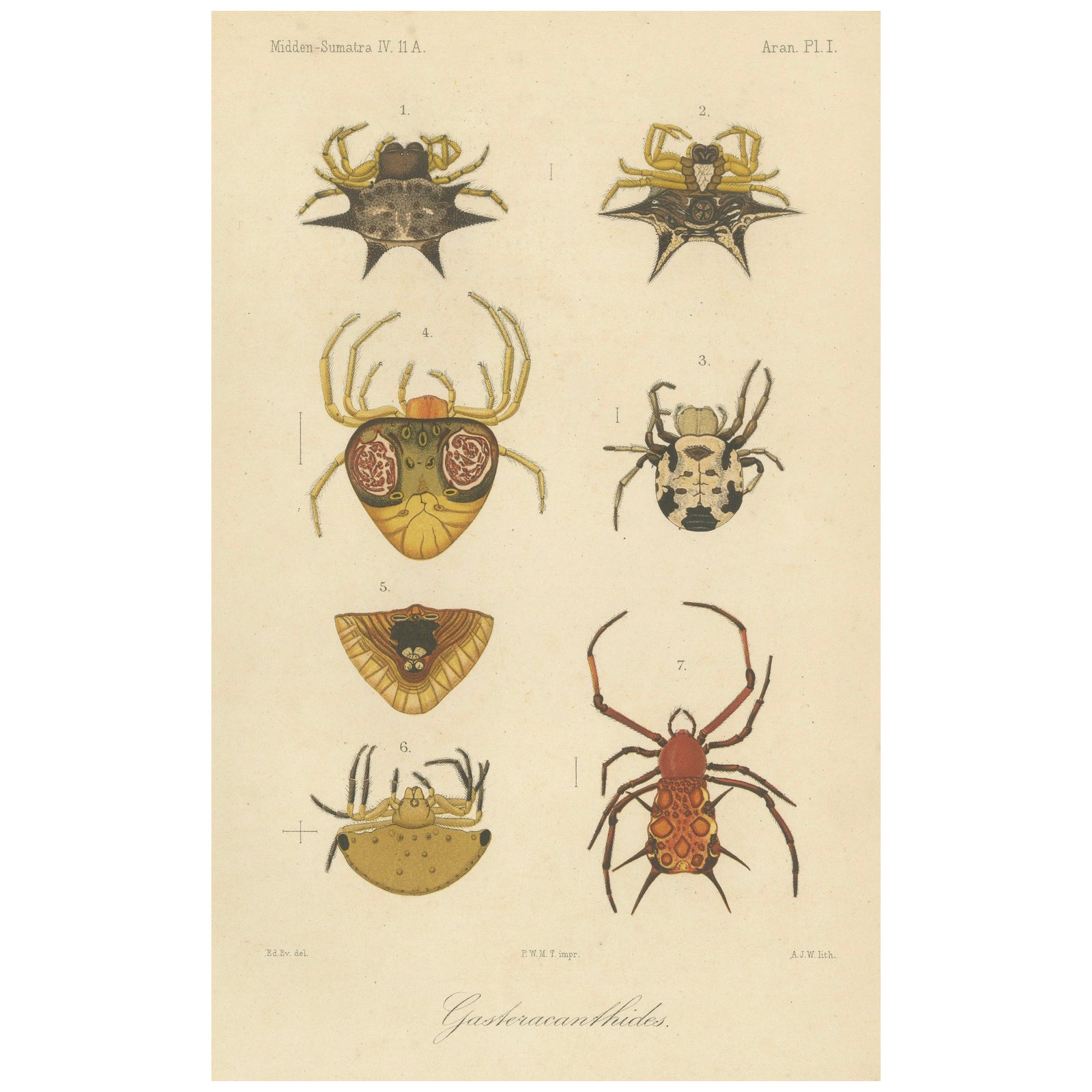 Sumatra Gasteracantha Spiders, Antique Natural History Print c.1887