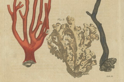 Original Antique Print of Four Corals by Bertuch, c. 1790, close-up 2