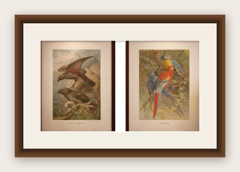 Set of 2 Antique Exotic Bird Prints, Parrots & Macaws, Vibrant Lithographs, 1895, shown framed