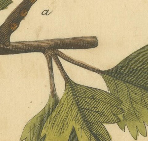 English Moths on Hawthorn, Hand-Colored Insect Engraving, Albin 1720, view 7