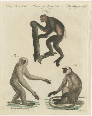 Gibbon and Monkeys, Antique Bertuch Print, Vienna, circa 1805