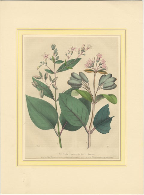 Set of Four Hand-Colored Botanical Prints from Book of Worlds, 1848, view 2