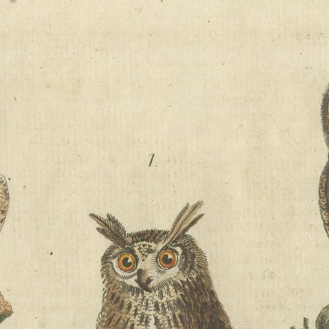 European Owls, Antique Hand-Colored Bird Engraving, Vogel IX, c.1800, close-up 1