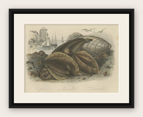 Antique Print of Various Flatfish, 1854, shown framed